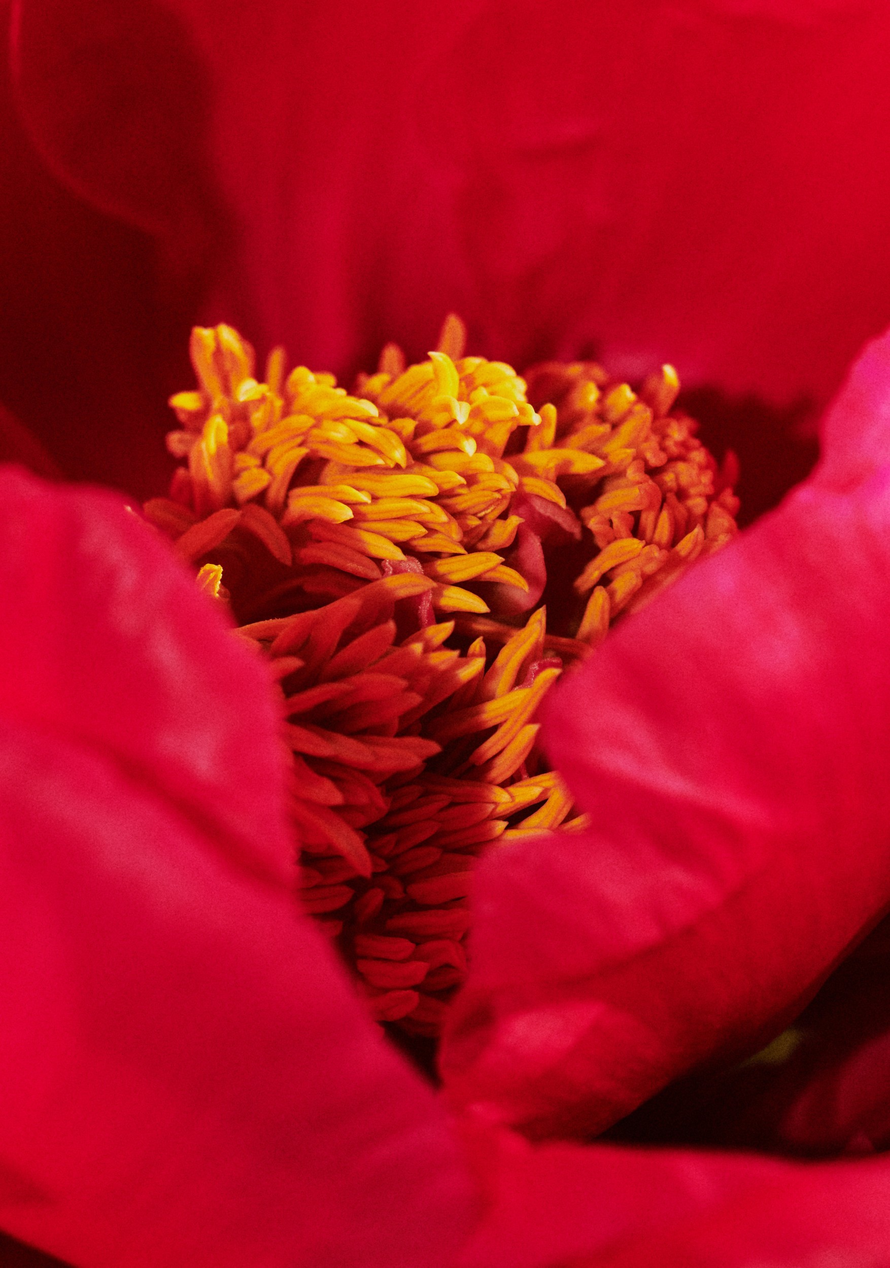 rouje_test_244058.jpg