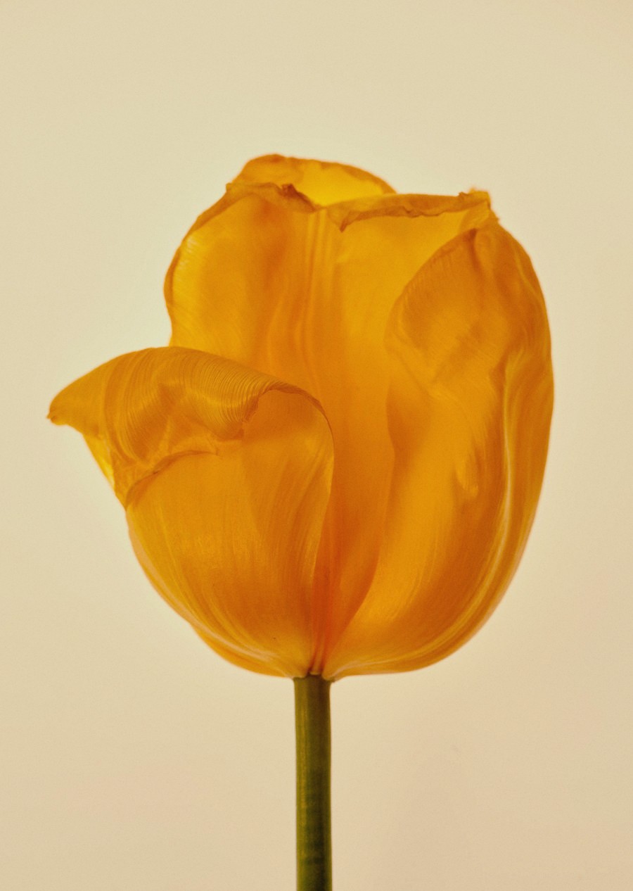 tulip